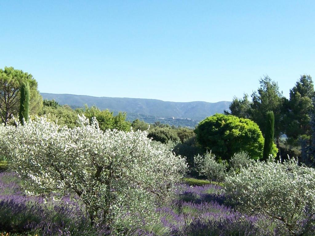 Lou Granos Bed and Breakfast Gordes Rum bild